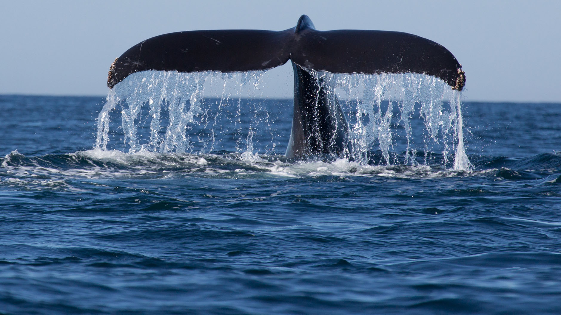 Whale Watching 
