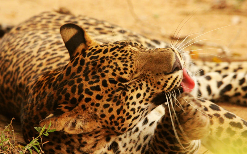 leopard