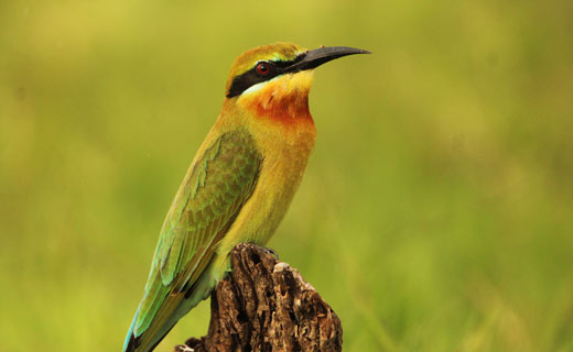 wilpattu